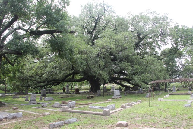 Cemetery Oak photo by Raj Mankad.