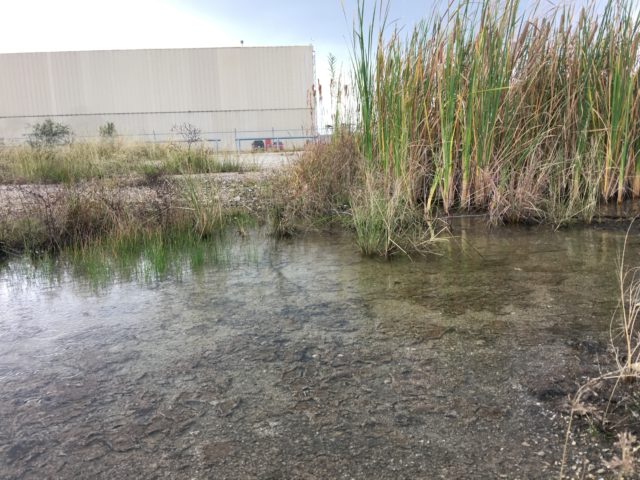 An aquatic microclimate in the periphery of an industrial facility in Greater Eastwood, Houston. Bulrush, Typha latifolia, native to North and South America, emerges, thriving in the accumulated stormwater.